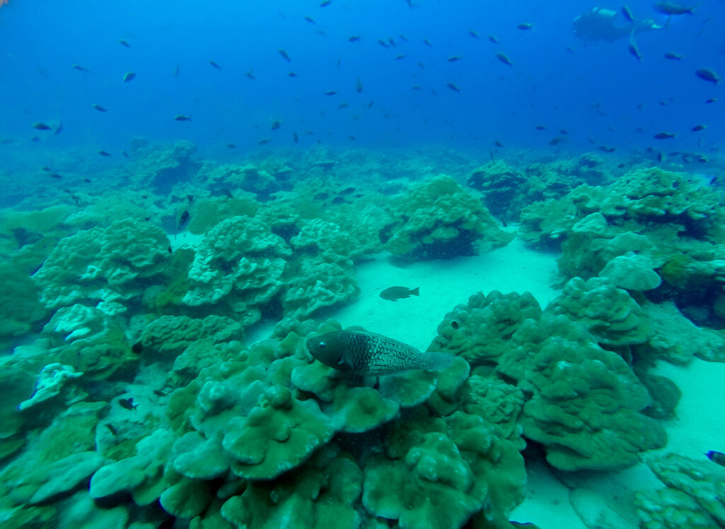 Récif corallien avec poissons et plongeur discret en arrière-plan, illustrant une approche respectueuse de l’océan